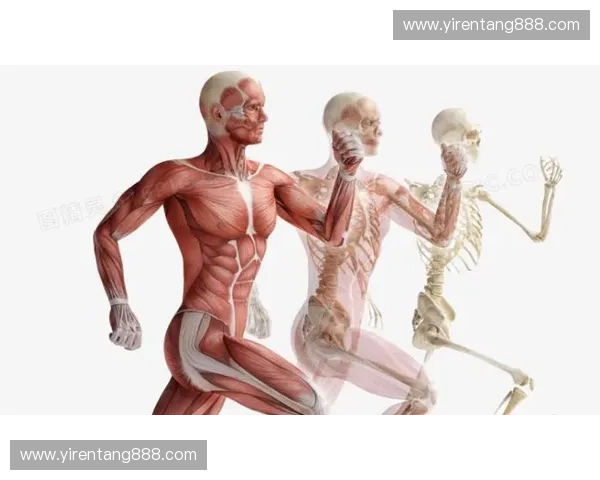 构建以伤情管理为核心的运动康复全流程体系化综合优化策略的研究 构建以伤情管理为核心的运动康复全流程体系化综合优化策略的研究